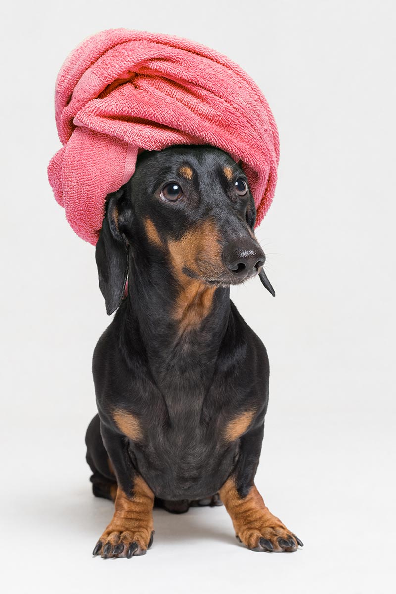 image of cute daschuund getting a bath